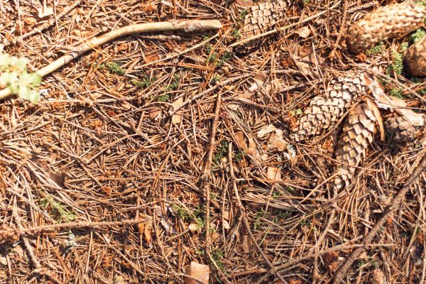 Cost of Pine Needles Removal in Richland