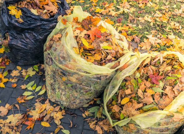 Yard Cleanup Service in Richland