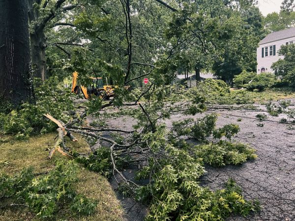 Tree Branch Disposal in Richland