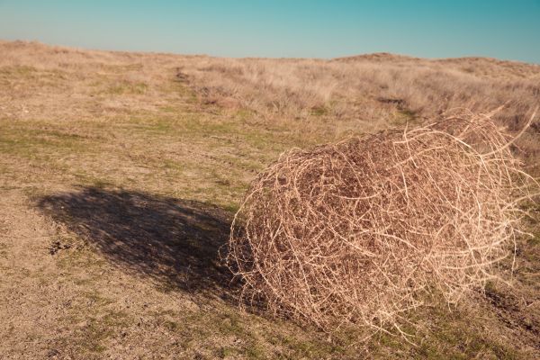 Tumbleweed Removal in Richland