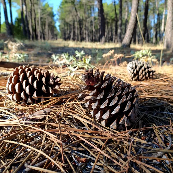 Cost of Pine Cone Removal in Richland