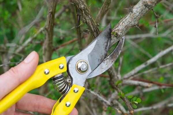 Limbs Removal in Richland