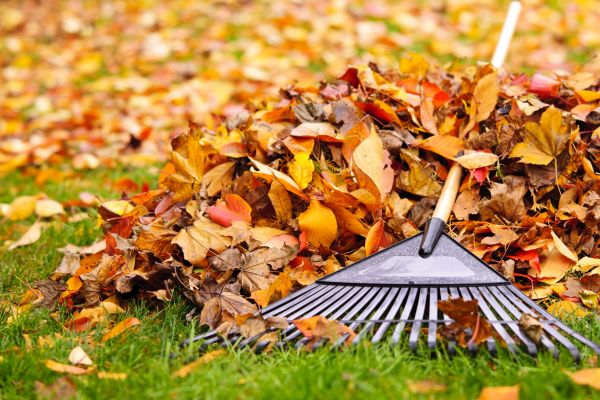 Yard Leaf Removal in Richland