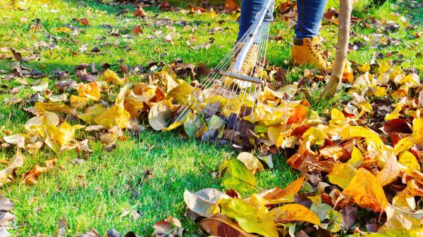 Lawn Cleanup Service in Richland