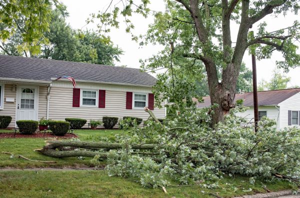 Fallen Branch Removal in Richland