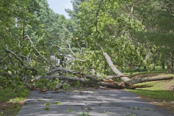 Tree Debris Removal in Richland
