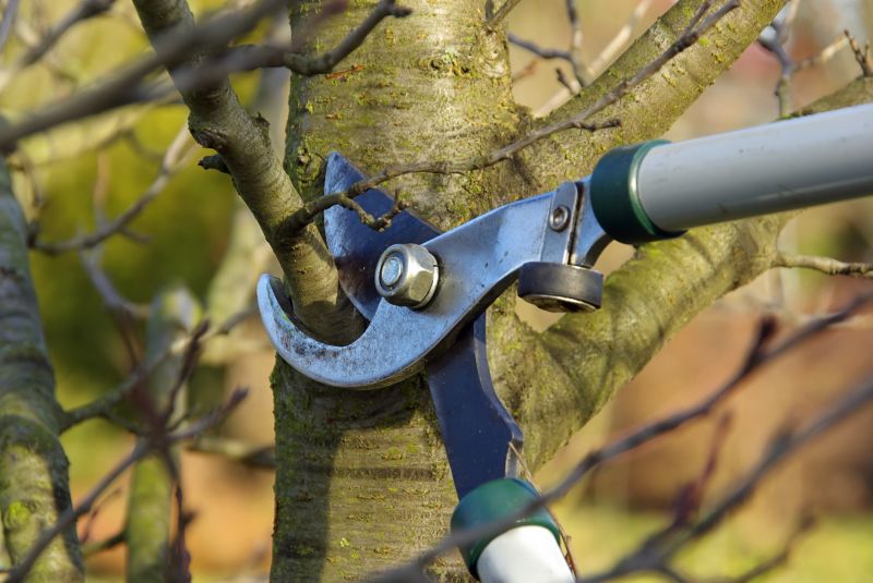 Tree and Shrub Pruning Services